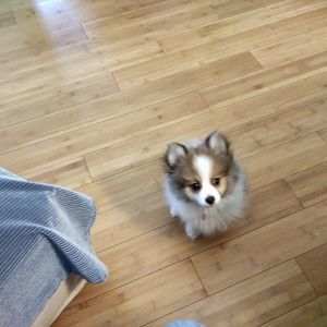 Meet your Posher, Steven